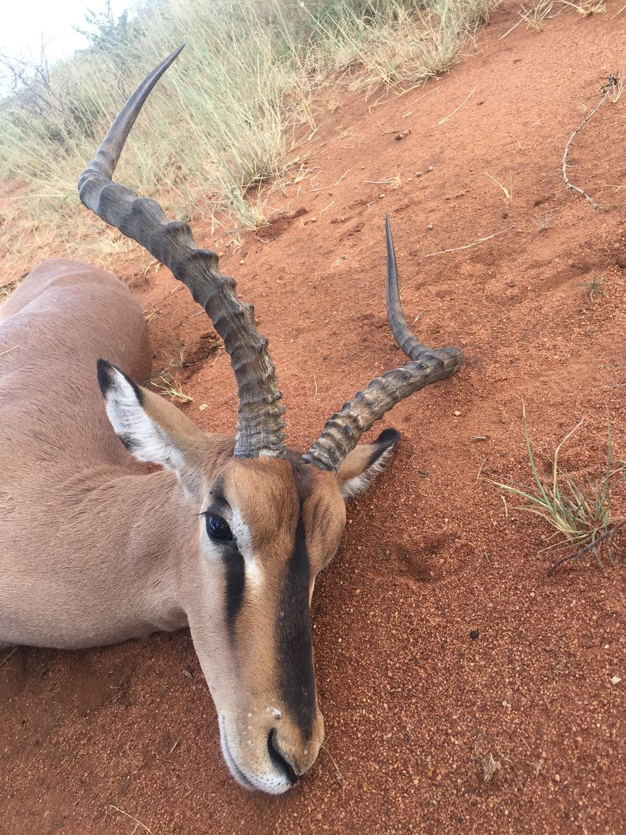 Impala Trophy Close-up