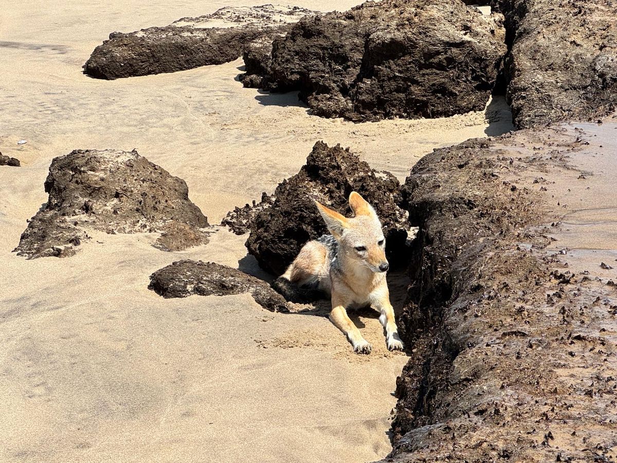 Jackal on Beach