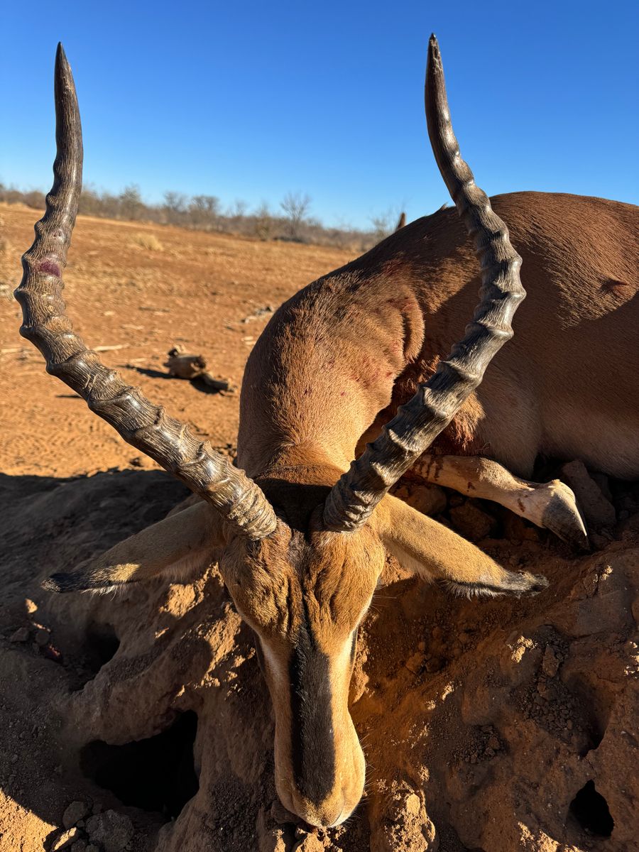 Springbuck Horns Close-up