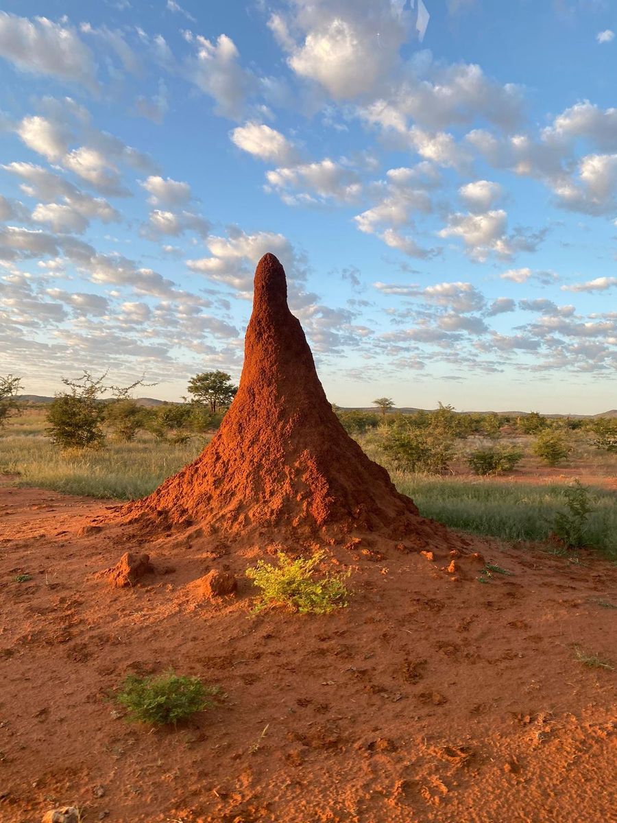 Termite Mound at Sunset