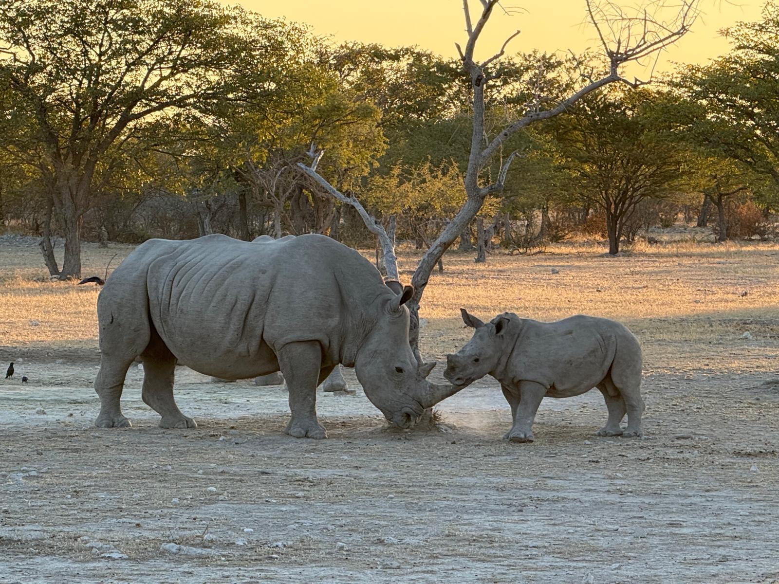Wildlife in Etosha